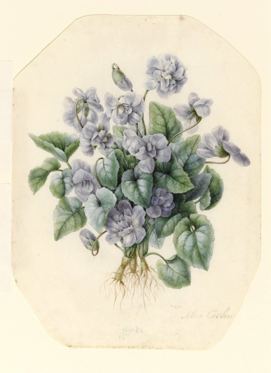 Viole da Aline Corbin