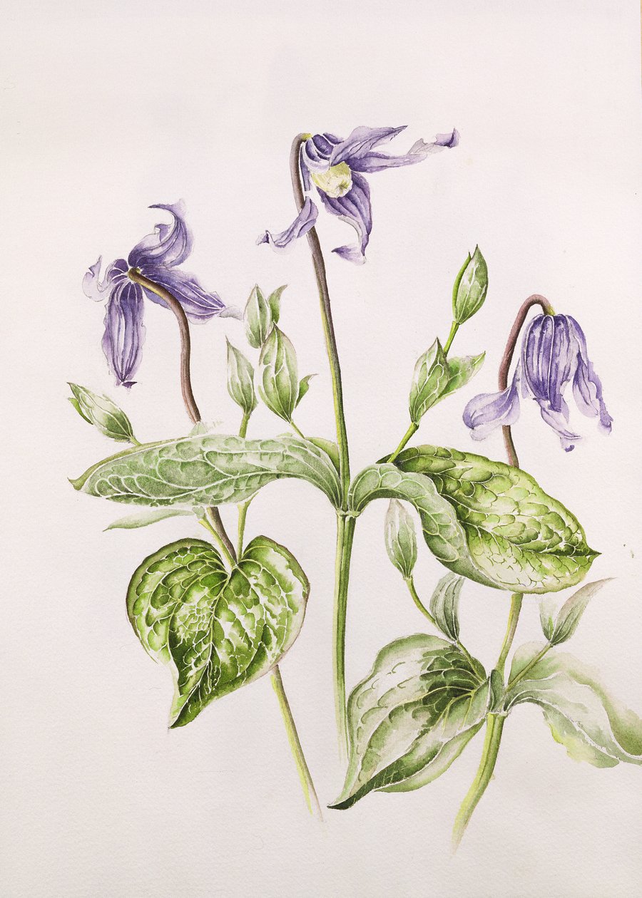 Clematis Integrifolia da Alison Cooper
