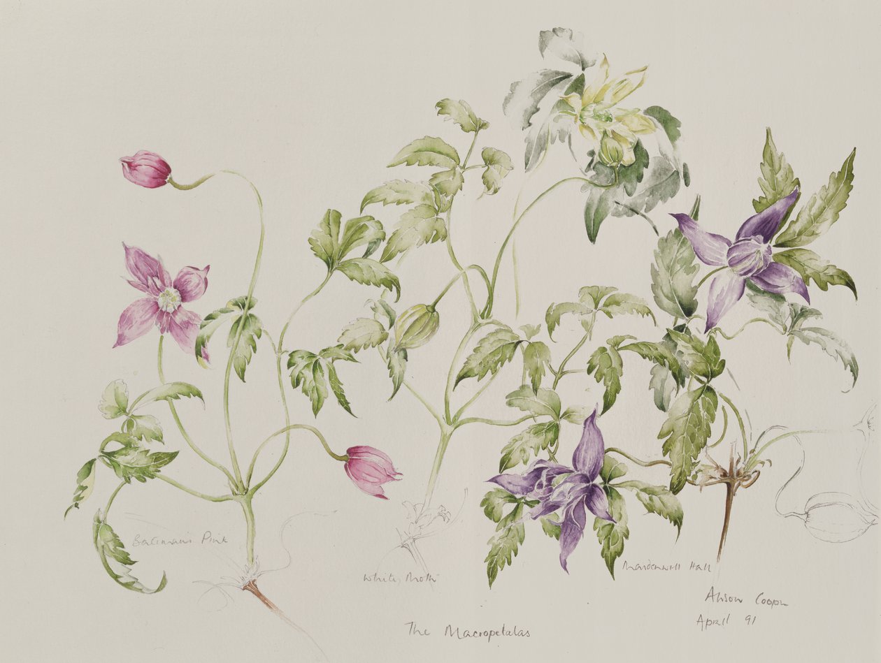 Le Macropetalas da Alison Cooper