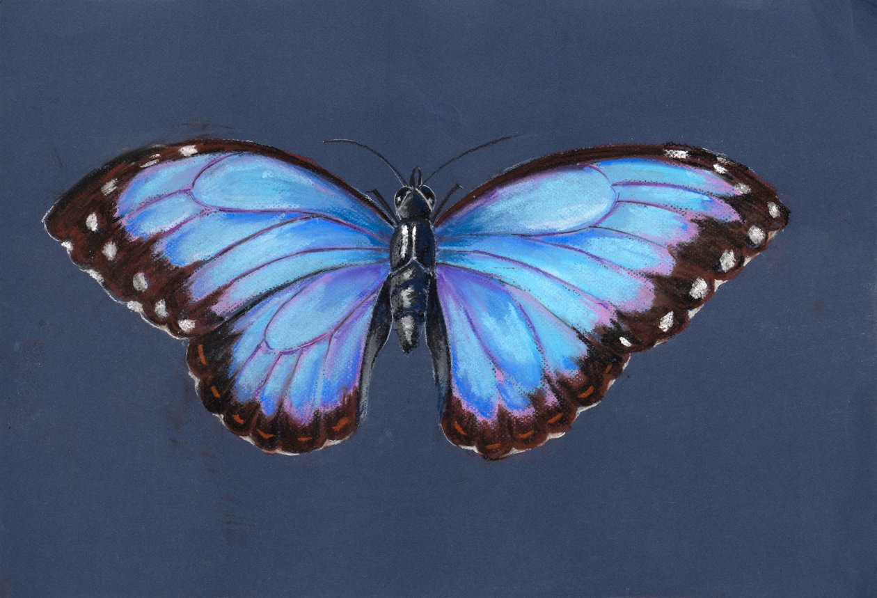 Farfalla Morpho Blu, 2019 da Alison Cooper