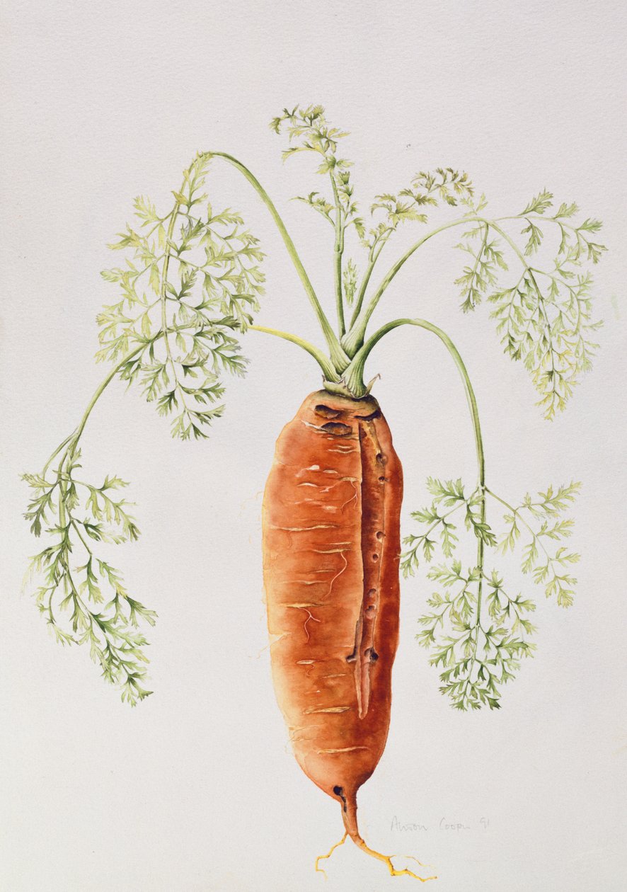 Carota dal mio giardino da Alison Cooper