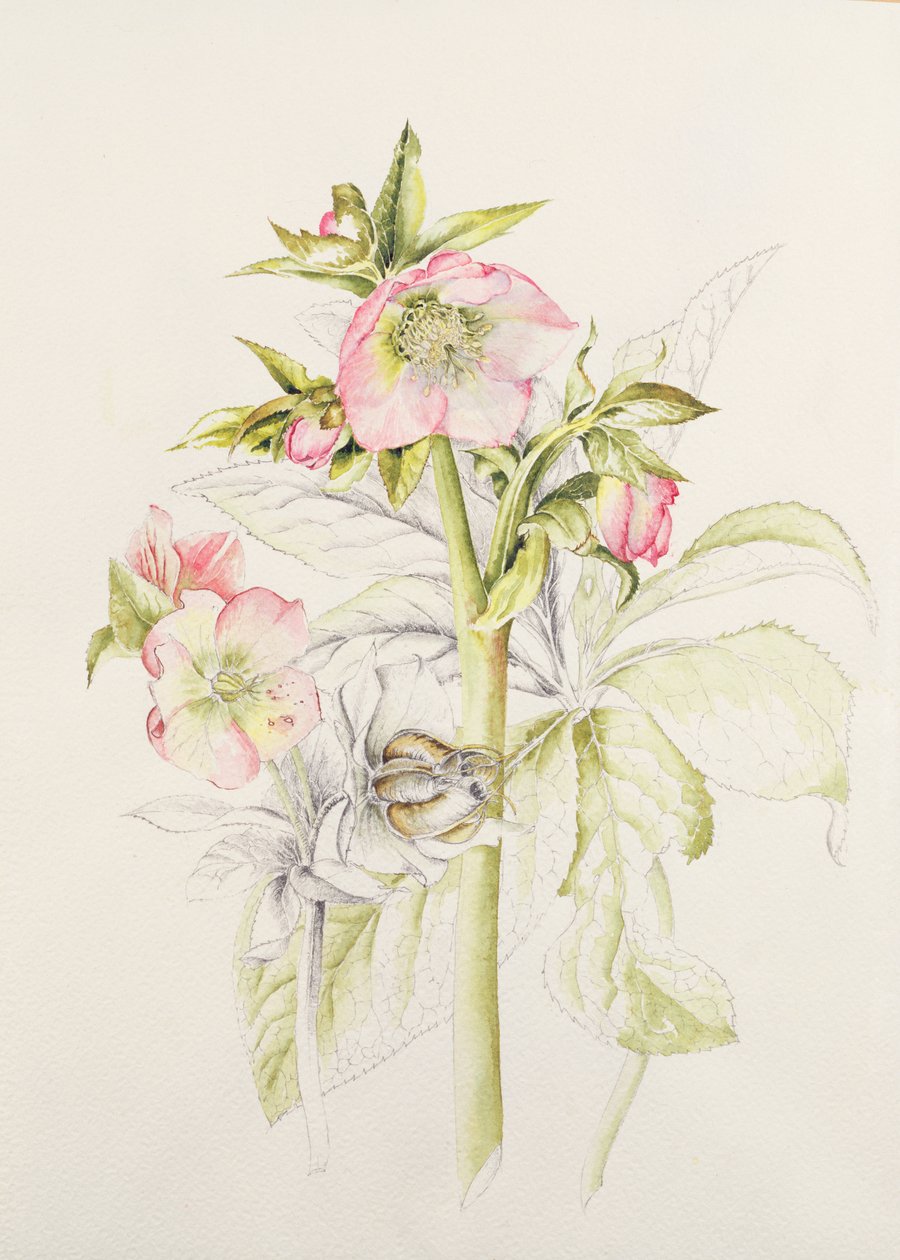 Ellebori da Alison Cooper