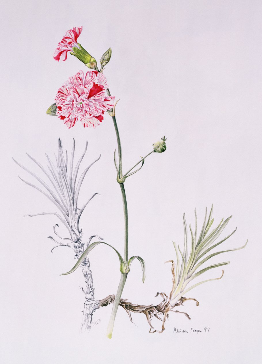 Vecchia varietà di Dianthus, 1997 da Alison Cooper