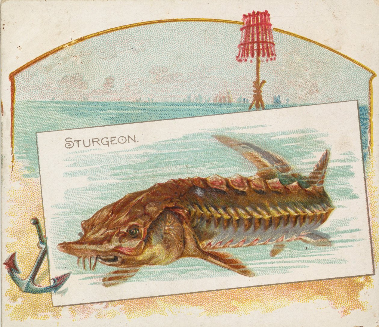 Storione, dalla serie Fish from American Waters N39 per Allen & Ginter Cigarettes, 1889 da Allen and Ginter