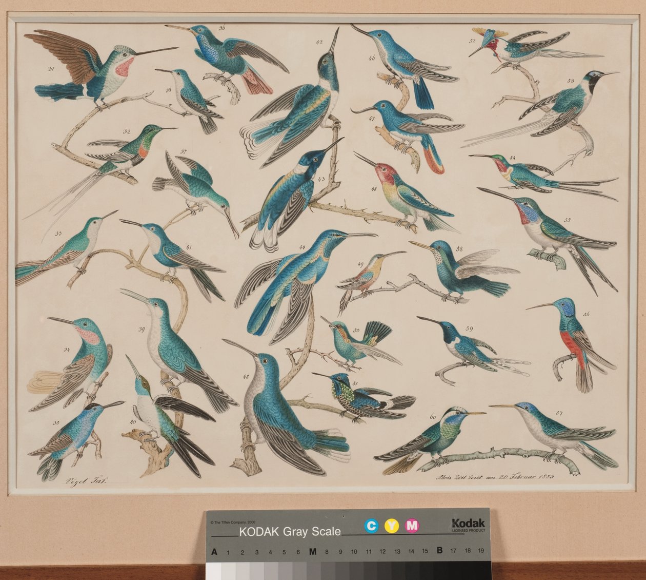 Des colibris da Aloys Zötl
