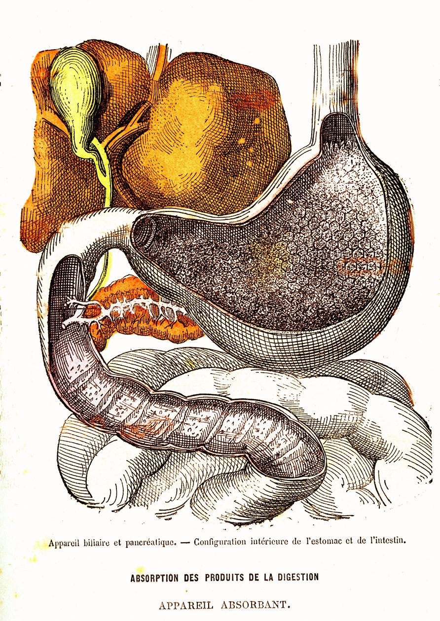 Sistema Biliare e Pancreatico - Vita Normale e Salute di J. Rengade - Disegno di A. Demarle 1881 da Alphonse Demarle