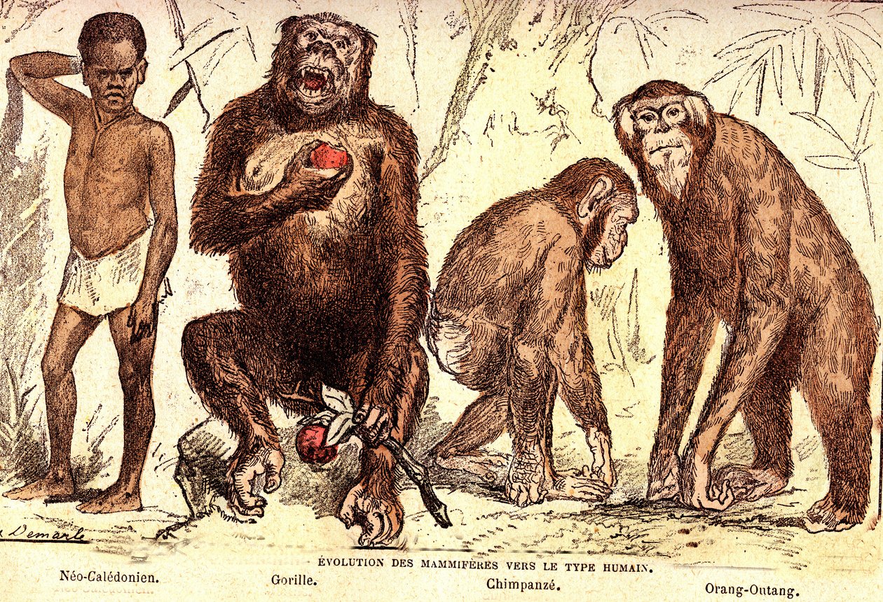Evoluzione dei mammiferi al tipo umano: Creazione naturale ed esseri viventi (di Jules Rengade). Disegno di A. Demarle. 1885 da Alphonse Demarle