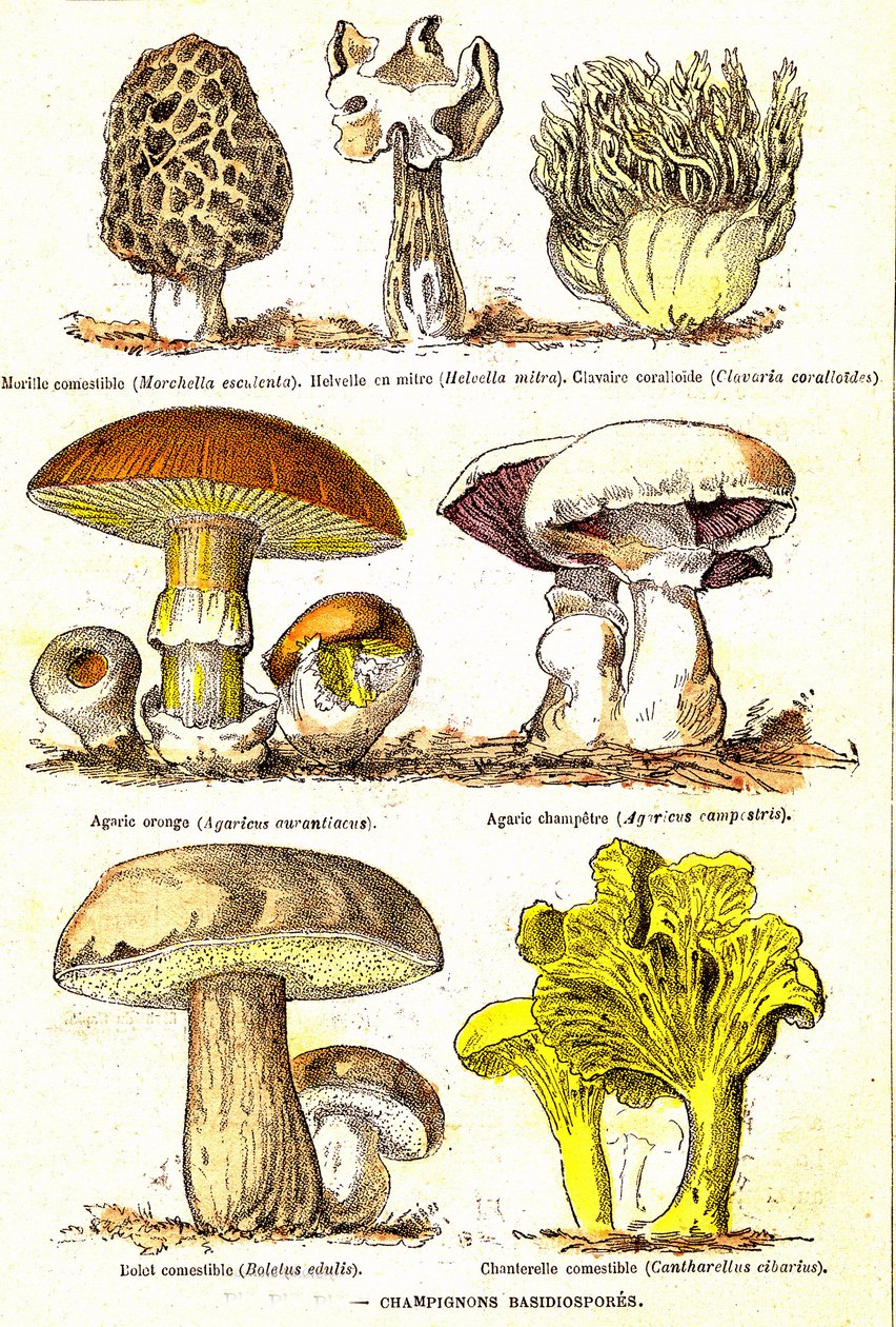 Funghi Basidiospore: Creazione naturale e esseri viventi (di Jules Rengade). Disegno di A. Demarle. 1885 da Alphonse Demarle