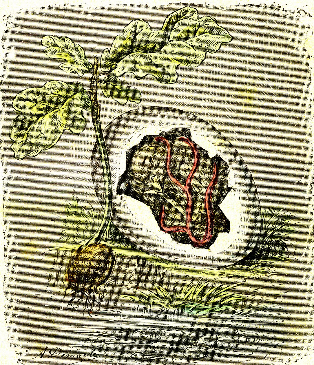 Natura. Uovo e seme: Primo stato degli esseri organizzati. Creazione naturale e esseri viventi. (J. Rengade) disegno di A. Demarle. 1885 da Alphonse Demarle