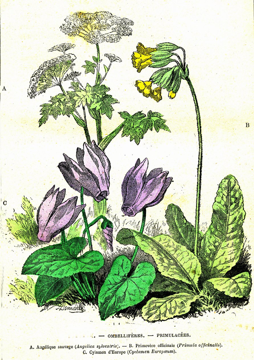 Ombellifere, Primulacee: Creazione Naturale e Esseri Viventi. Disegno di A. Demarle. 1885 da Alphonse Demarle