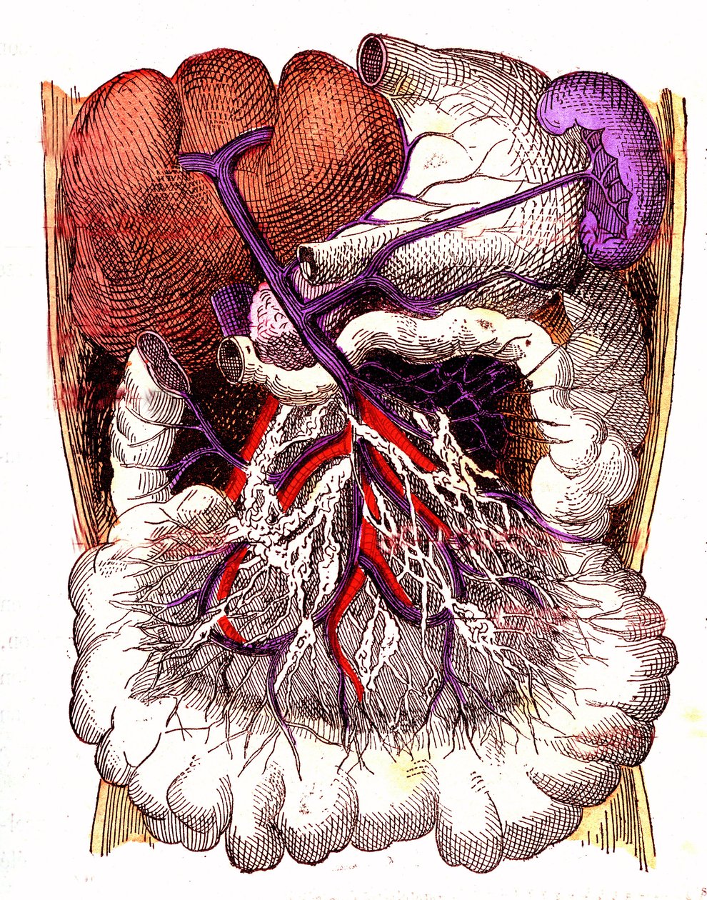 Organi di assorbimento intestinale - La vita normale e la salute di J. Rengade. Disegno di A. Demarle 1881 da Alphonse Demarle
