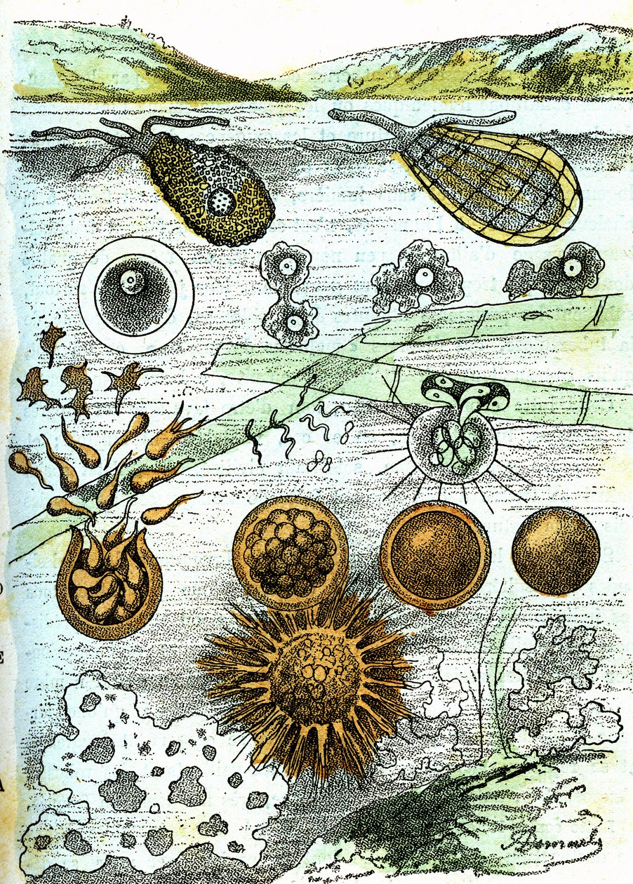 Preistoria-Amibi, Batteri, Moneri (Crescita): Essere organizzati rudimentali. Creazione naturale e esseri viventi. Disegno di A. Demarle. 1885 da Alphonse Demarle