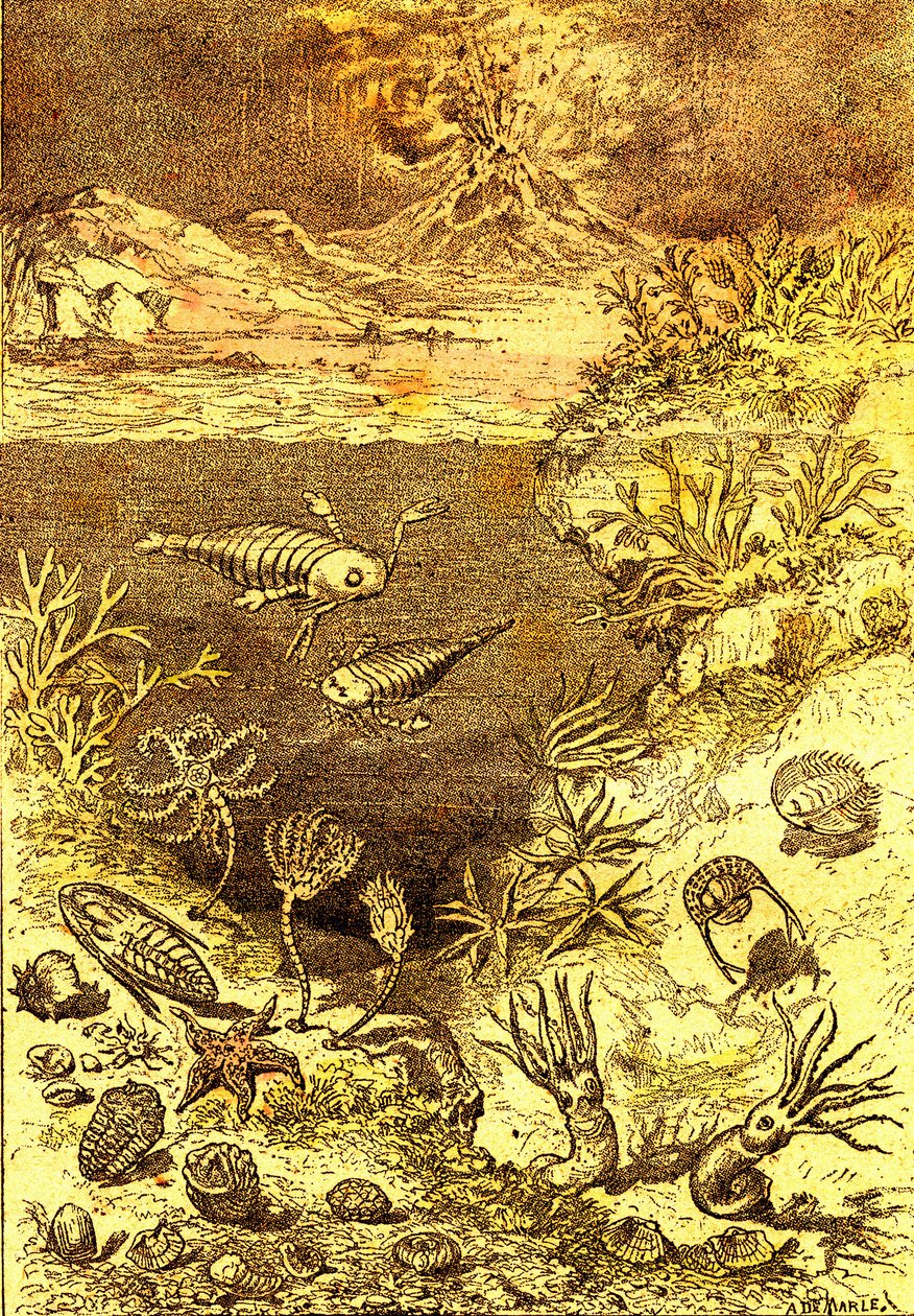Preistoria-Fine del periodo Siluriano: Creazione naturale e esseri viventi (J. Rengade) Disegno di A. Demarle. 1885 da Alphonse Demarle