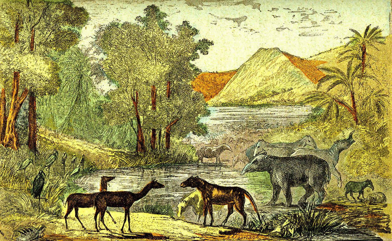 Preistoria - Periodo Eocene: Da destra a sinistra: Paloeotherium, Anoplotherium, Xiphodonts e gli uccelli Tantalus. Creazione naturale e esseri viventi. Disegno di A. Demarle. 1885 da Alphonse Demarle
