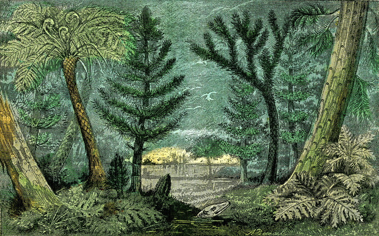 Preistoria, periodo del carbone: Palude e foresta del periodo carbonifero (J. Rrengade) da Alphonse Demarle