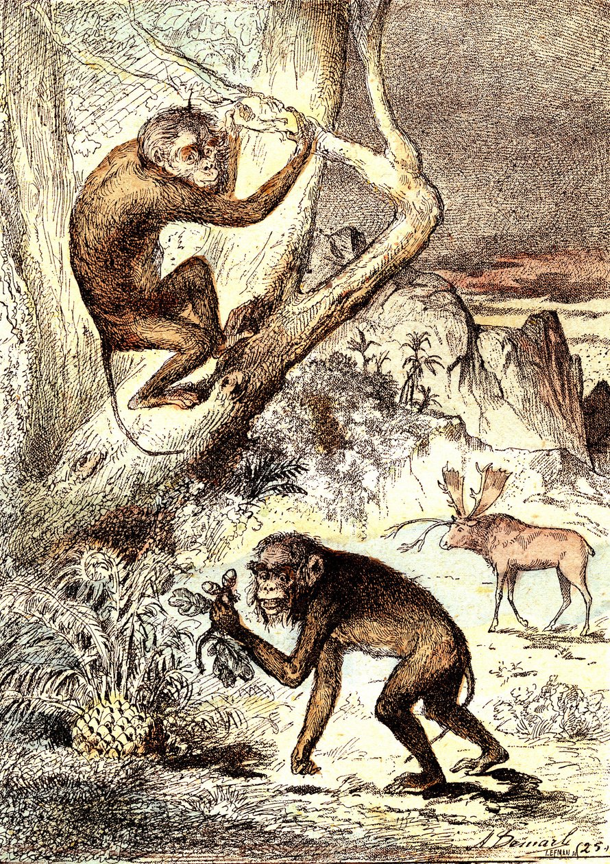 Le scimmie Catarhine (Periodo Miocene): I Semnopitechi. La creazione naturale e gli esseri viventi di J. Rengade. Disegno di A. Demarle da Alphonse Demarle