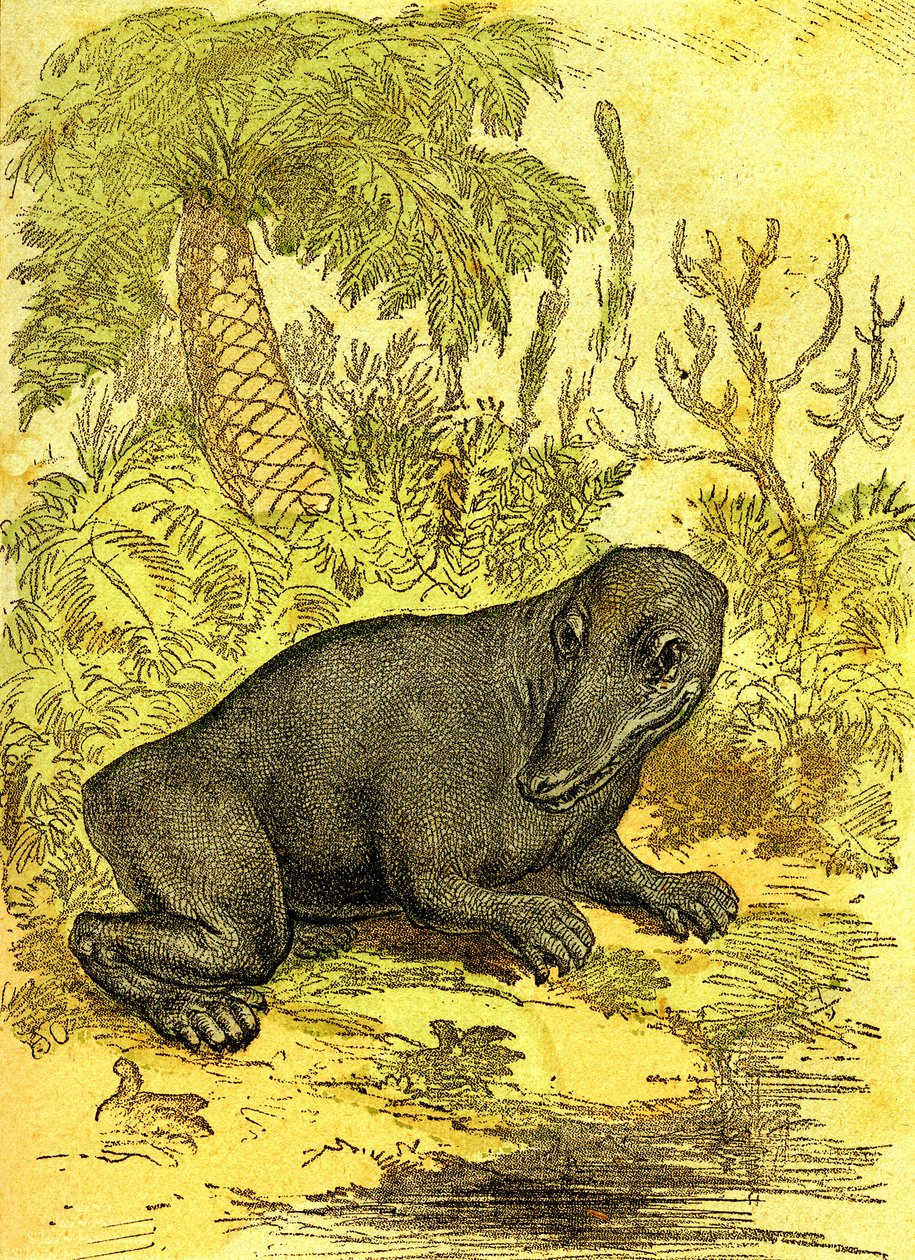Il Labirintodonte (Amfibio): Anfibio del periodo carbonifero. Creazione naturale e esseri viventi. Disegno di A. Demarle 1885 da Alphonse Demarle