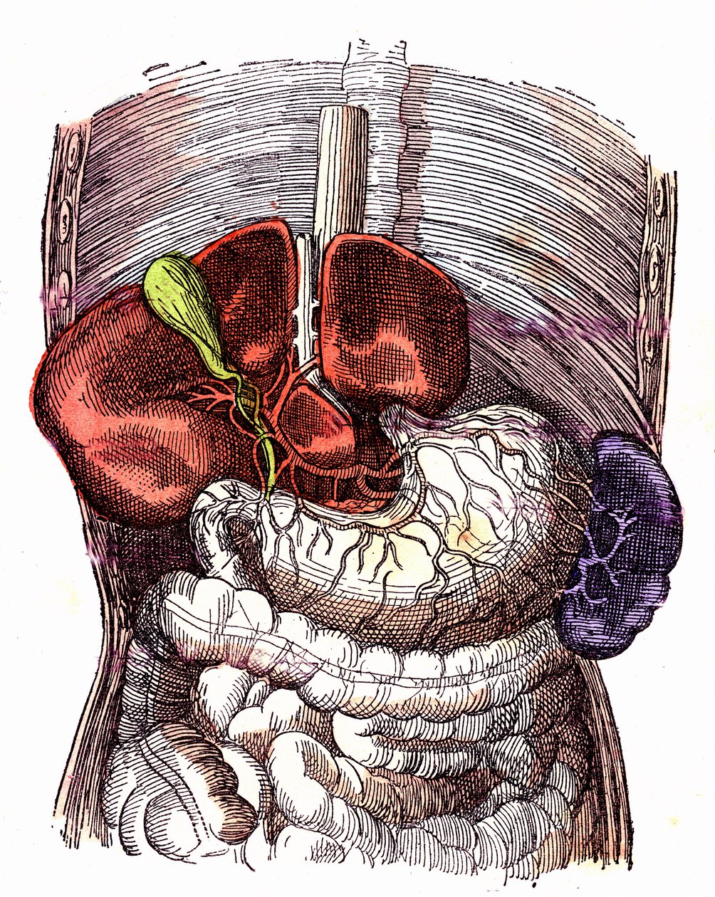 Il tratto digestivo - (Vita Normale e Salute di J. Rengade) - Disegno di A. Demarle 1881 da Alphonse Demarle