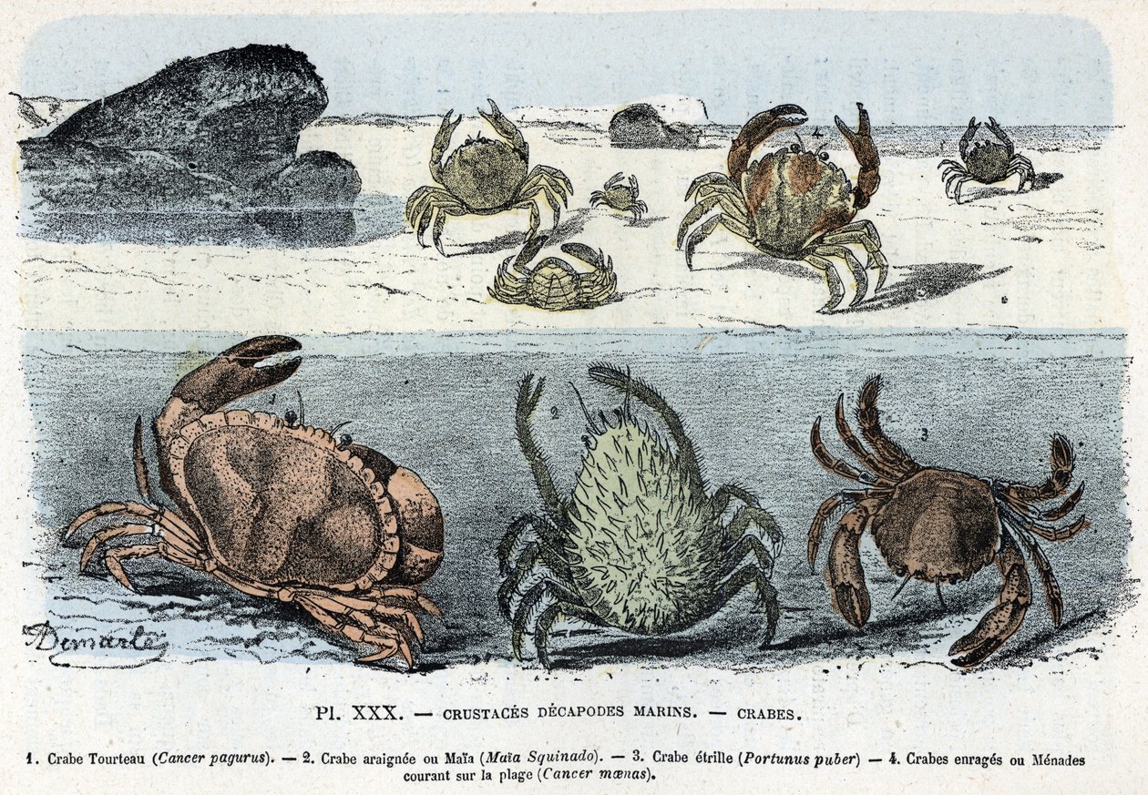 Tavola zoologica: granchi Incisione da 