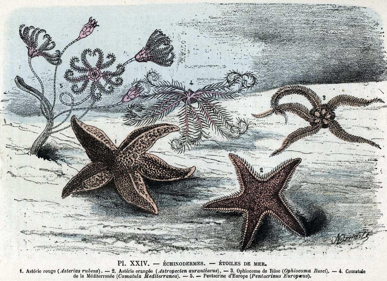 Tavola zoologica; echinodermi, stelle marine (asterie, ophiocoma, comatum e pentacrine) Incisione da 