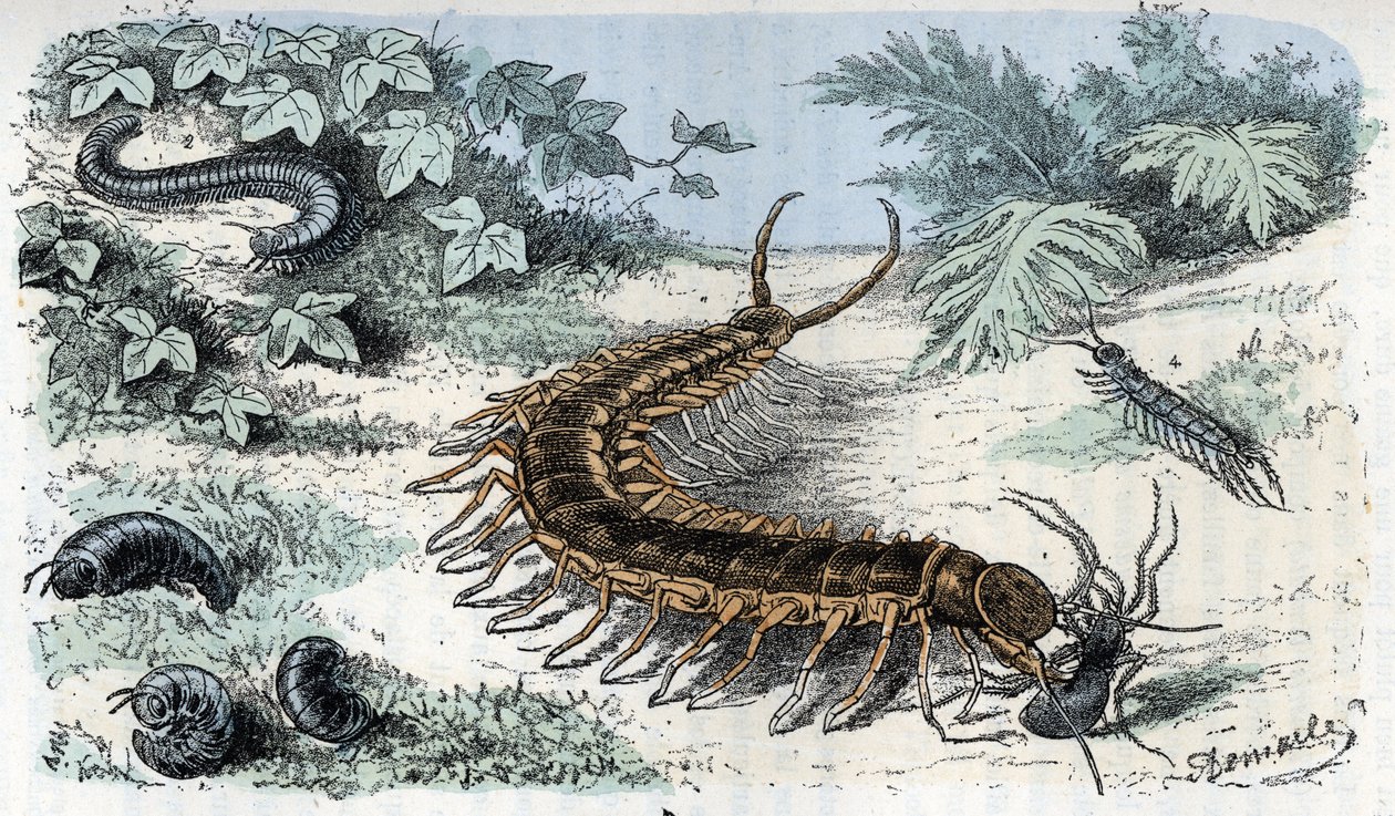 Tavola zoologica: Insetti Miriapodi (centopiedi o centilepedi) (Tavola zoologica: Myriapoda) Incisione da 