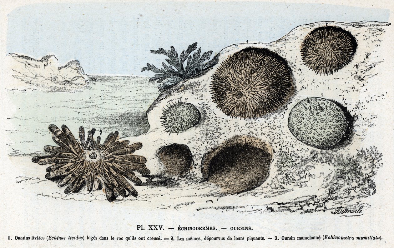 Tavola zoologica: echinodermi, ricci di mare Incisione da 