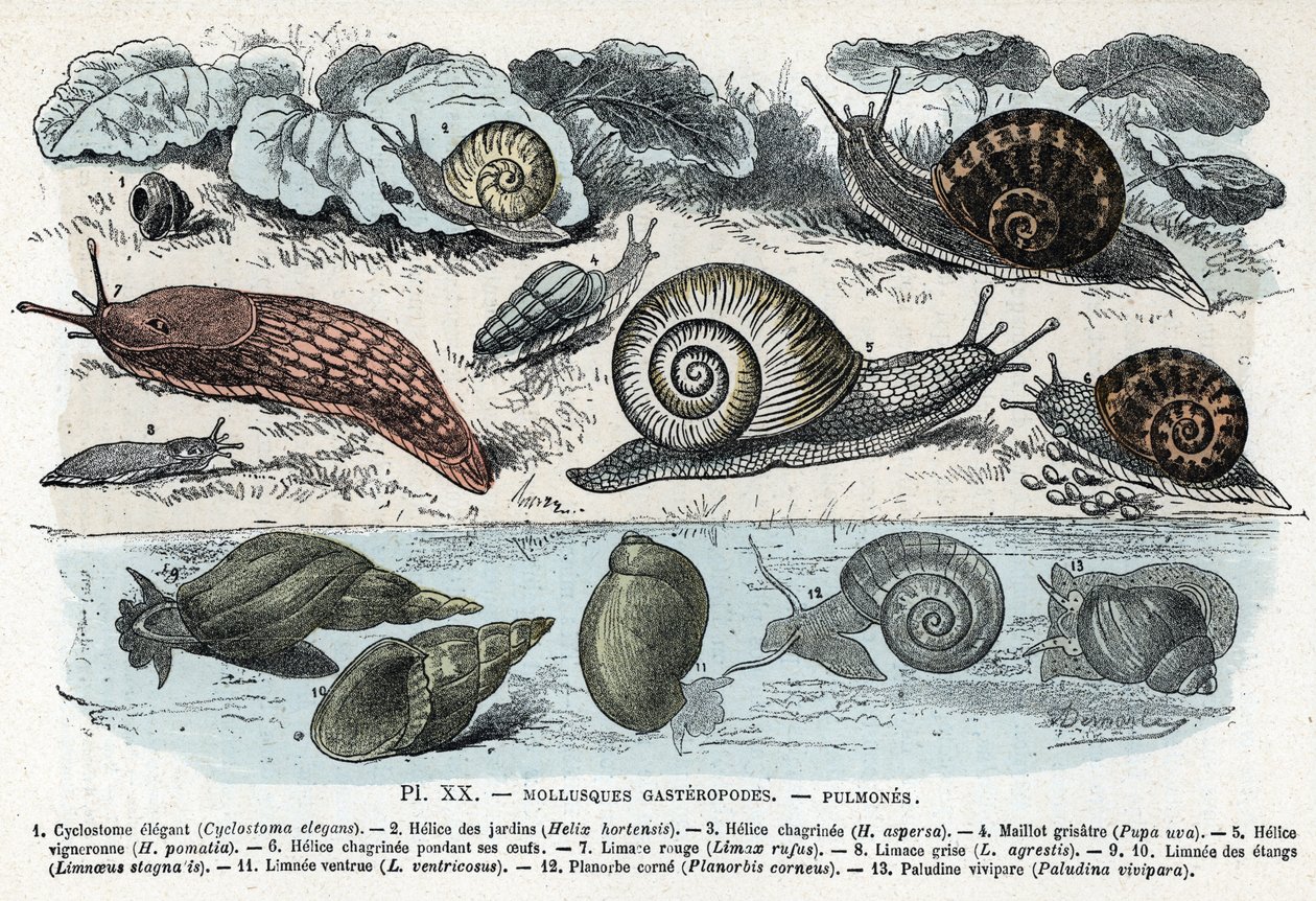 Tavola zoologica; molluschi gasteropodi, polmoni (cyclostoma, elice dei giardini e dolore, lumaca rossa, lumaca grigia, limnea, planorb, paludina...) Incisione da 
