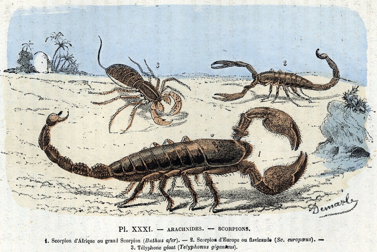 Tavola zoologica; aracnidi, scorpioni africani, scorpione europeo, telyphone) (Tavola zoologica: Aracnide, scorpione) Incisione da 