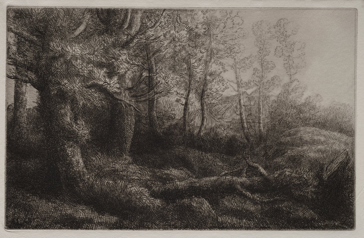Uno studio nel bosco da Alphonse Legros