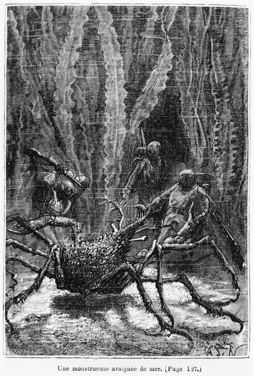 Il Granchio Ragno, illustrazione da 