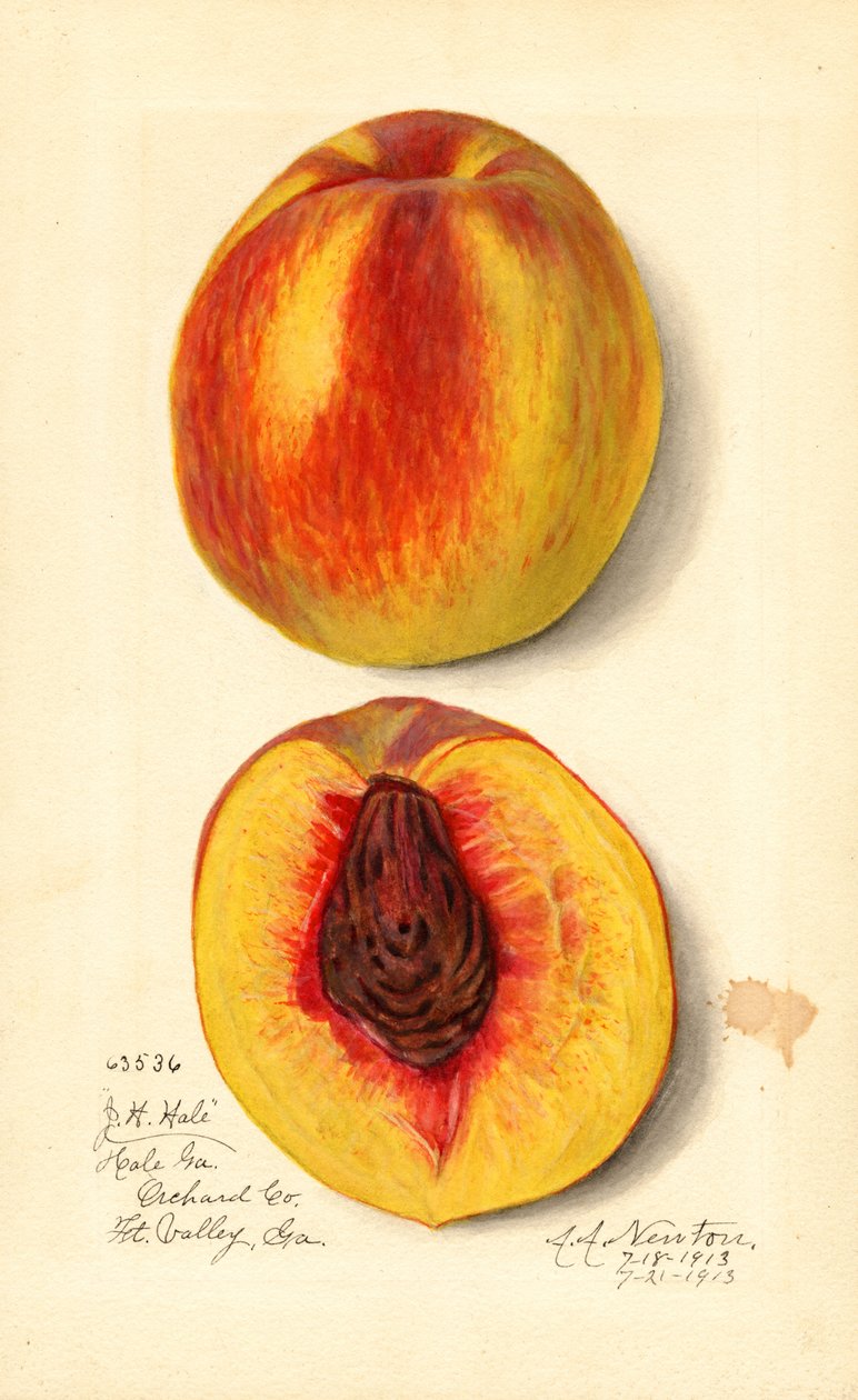 Pesche (Prunus persica: J.H. Hale) (acquerello) da Amanda Almira Newton