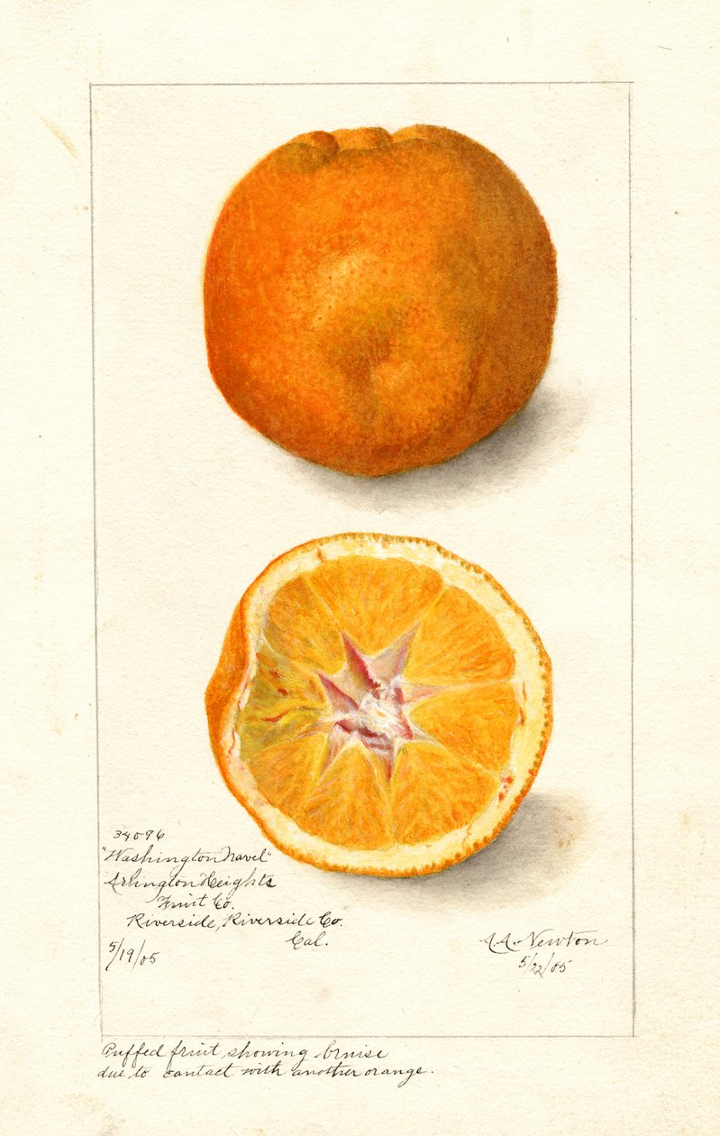 Arance Washington Navel (Citrus sinensis) (acquerello) da Amanda Almira Newton