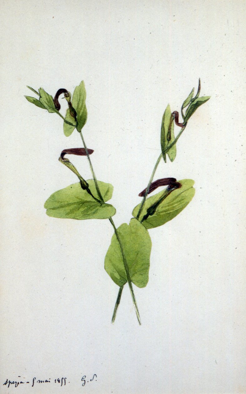 Aristolochia, un grande genere di piante della famiglia Aristolochiaceae da Amantine Dupin