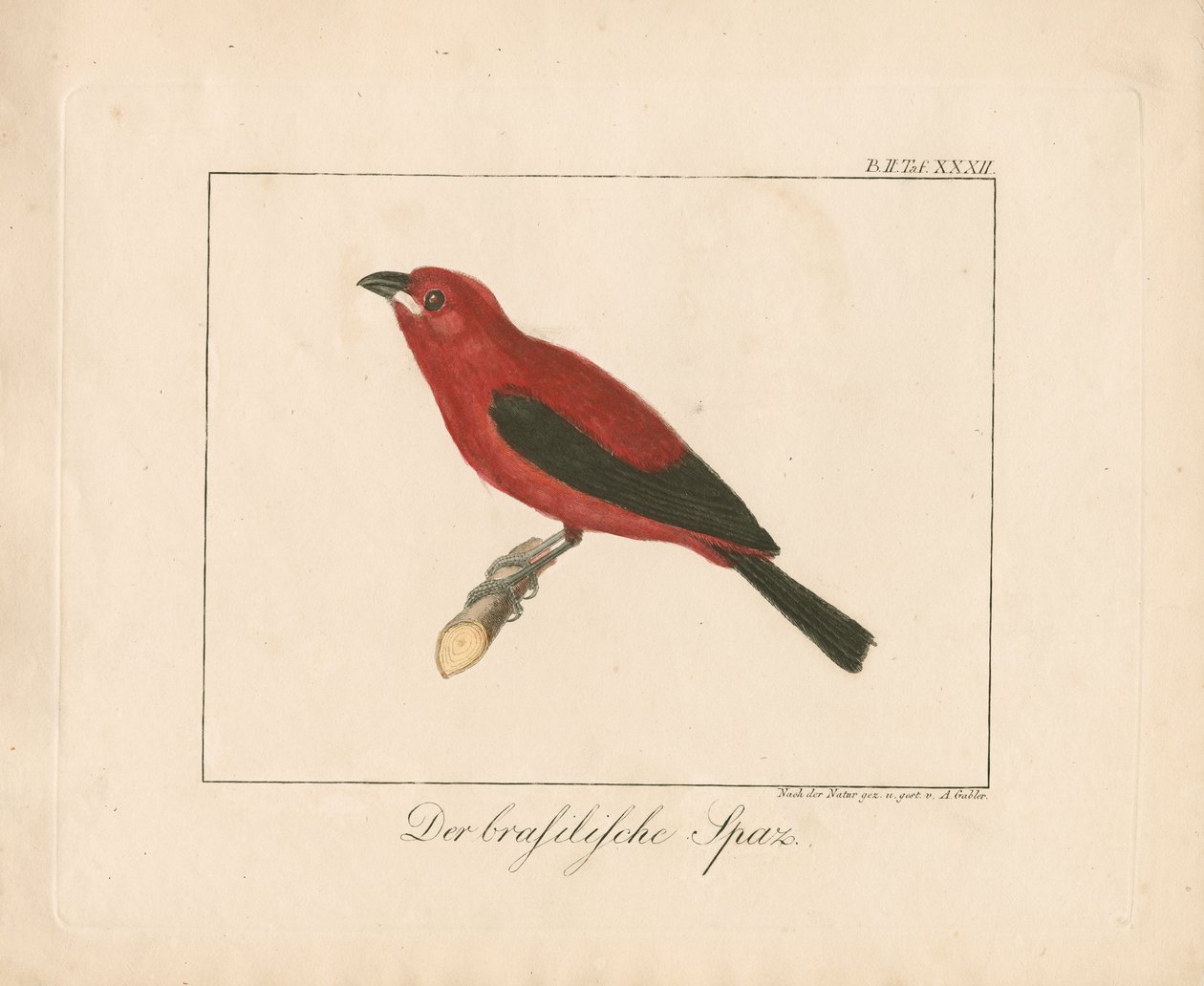 Fringuello brasiliano (incisione su rame colorata a mano) da Ambrosius Gabler