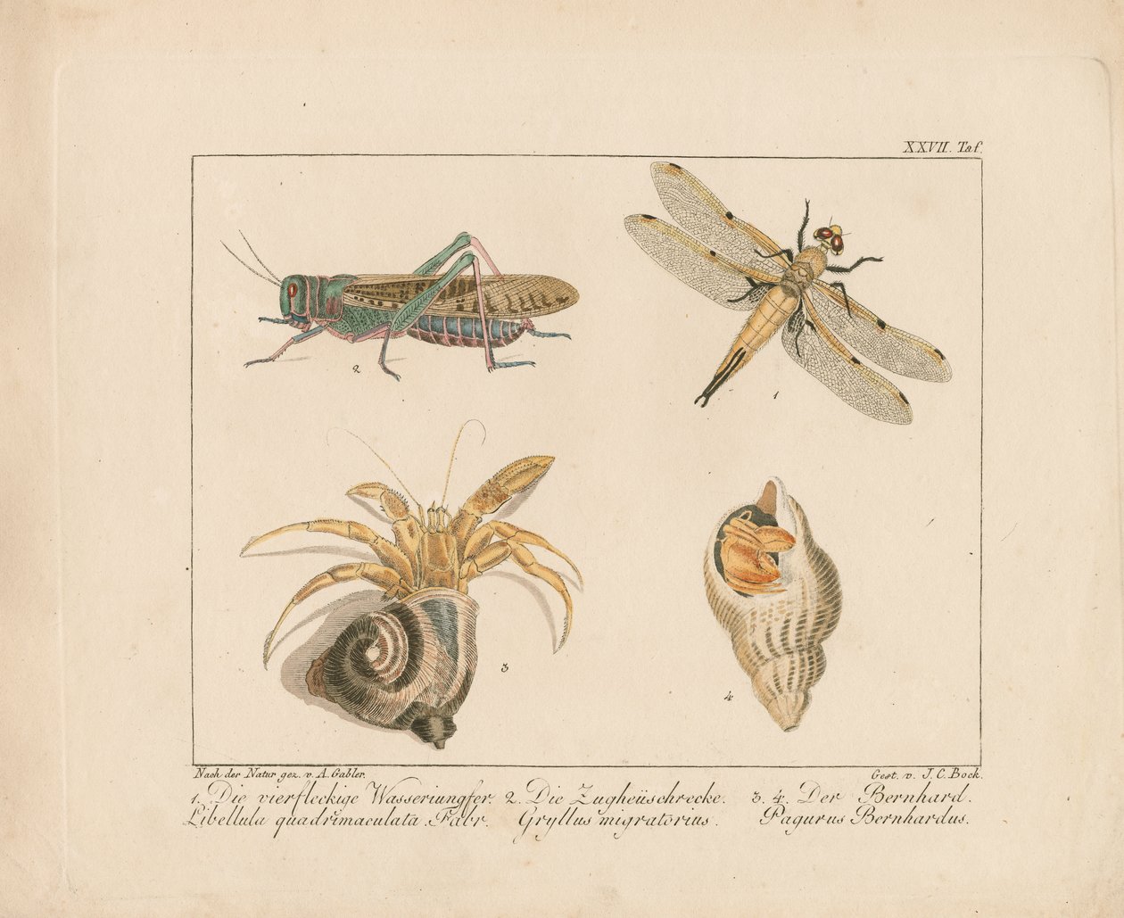 Libellula, cavalletta e paguro (incisione su rame colorata a mano) da Ambrosius Gabler