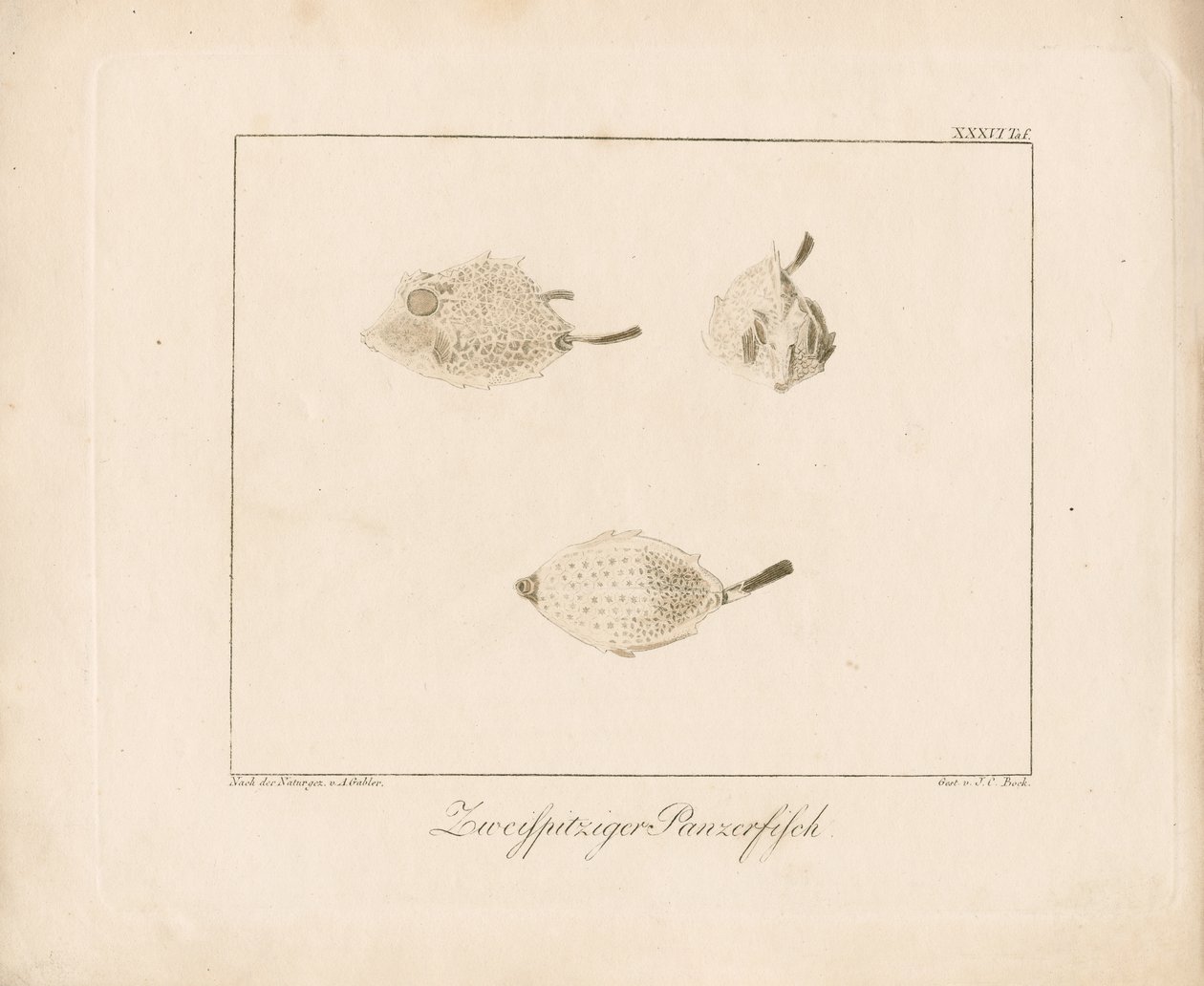 Pesce vacca dal ciuffo (incisione su rame) da Ambrosius Gabler