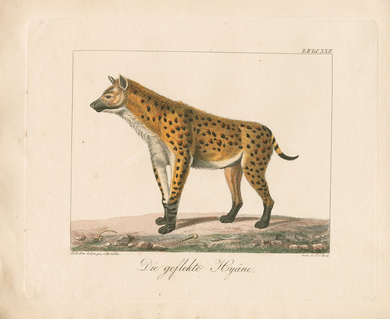 Iena maculata (litografia colorata a mano) da Ambrosius Gabler