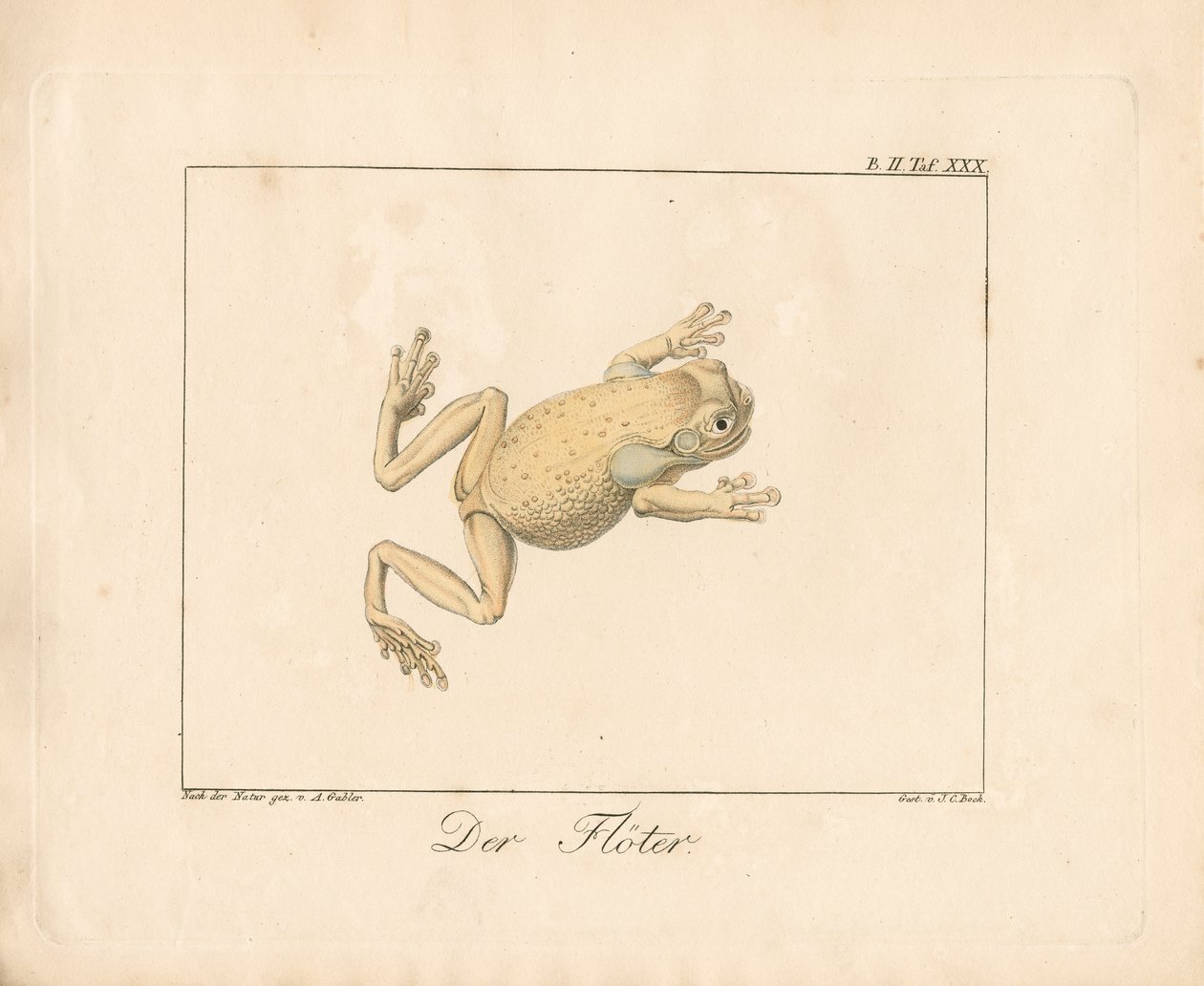 Il pifferaio (litografia colorata a mano) da Ambrosius Gabler