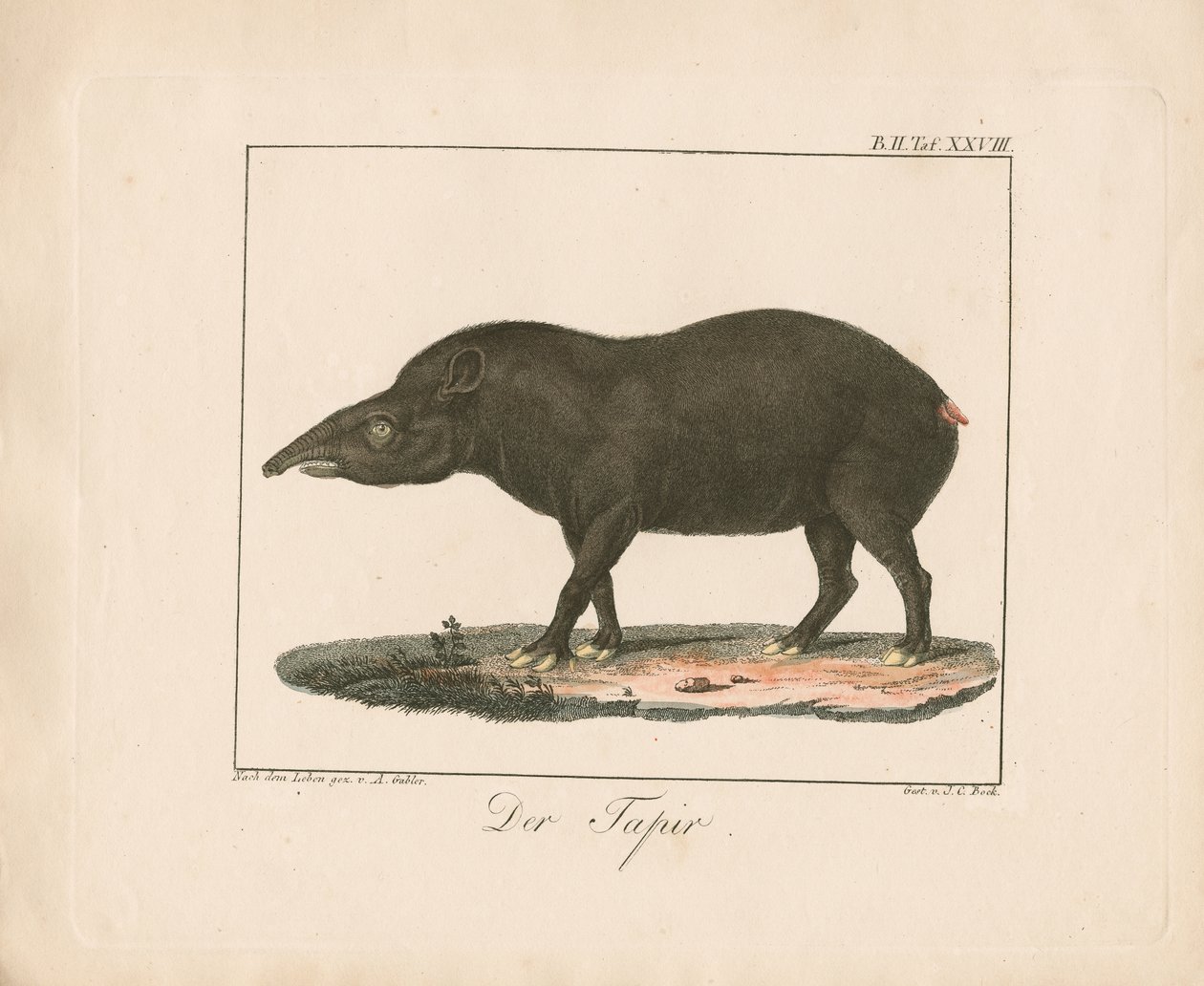 Il tapiro (litografia colorata a mano) da Ambrosius Gabler