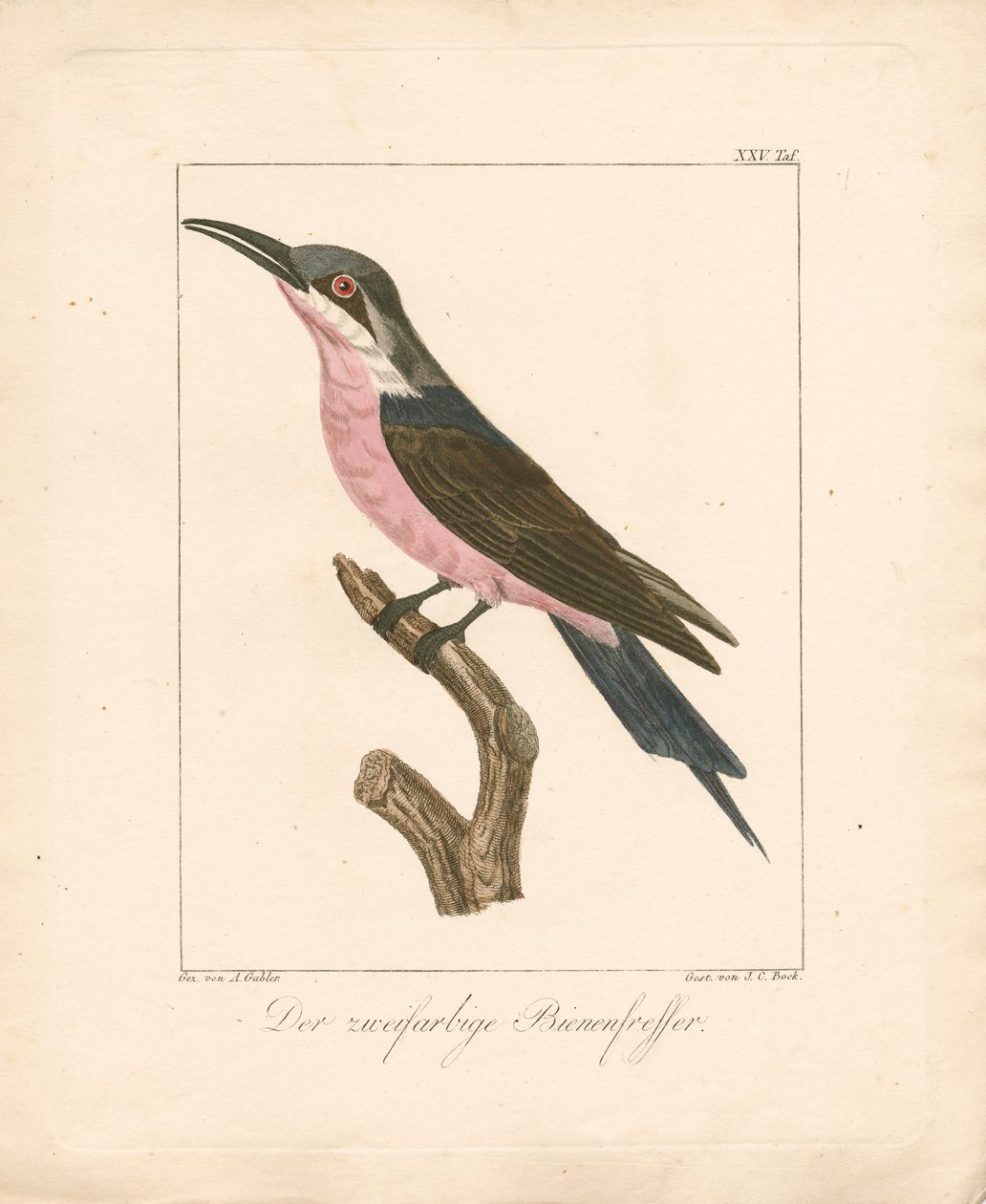  da Ambrosius Gabler