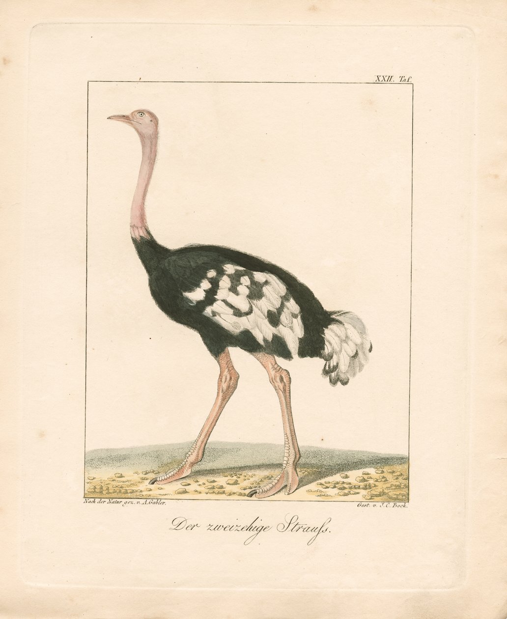  da Ambrosius Gabler