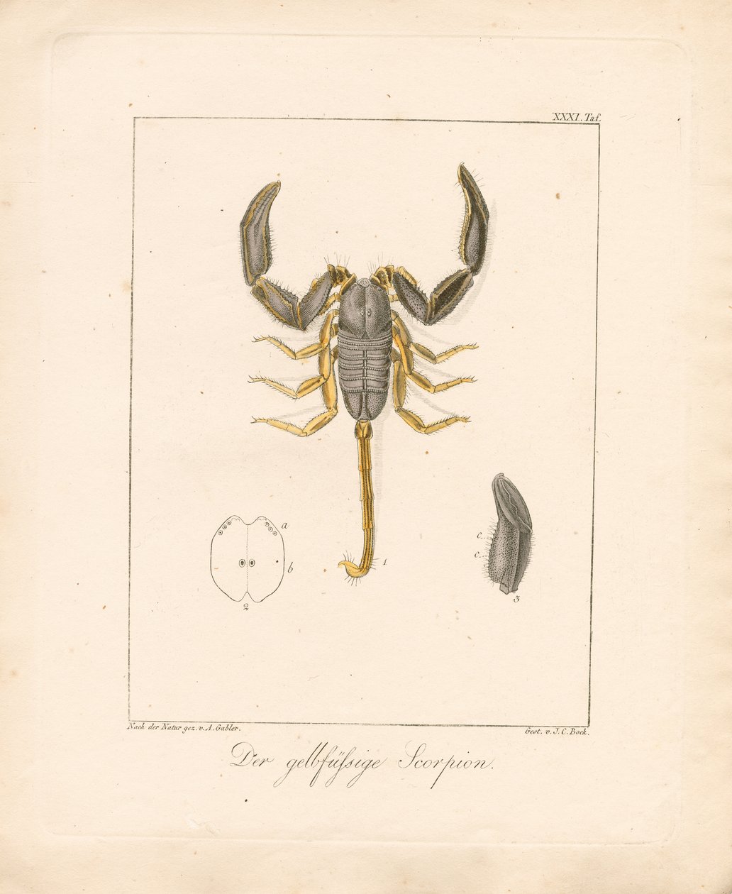 Lo scorpione dalle zampe gialle (incisione su rame colorata a mano) da Ambrosius Gabler