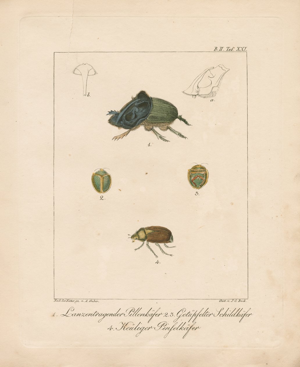 Varie specie di coleotteri (incisione su rame colorata a mano) da Ambrosius Gabler