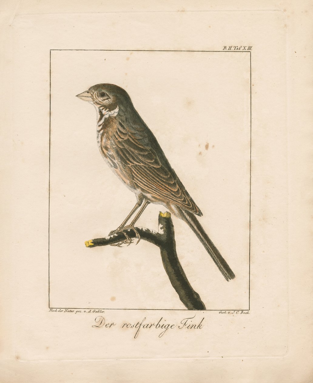  da Ambrosius Gabler