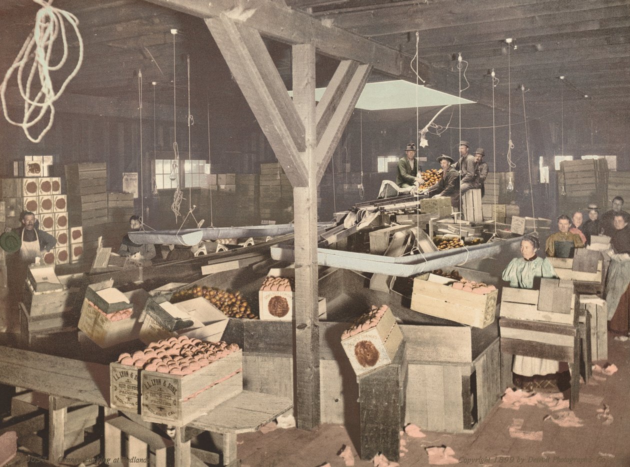 Imballaggio delle arance a Redlands da American 19th Century, Detroit Photographic Company