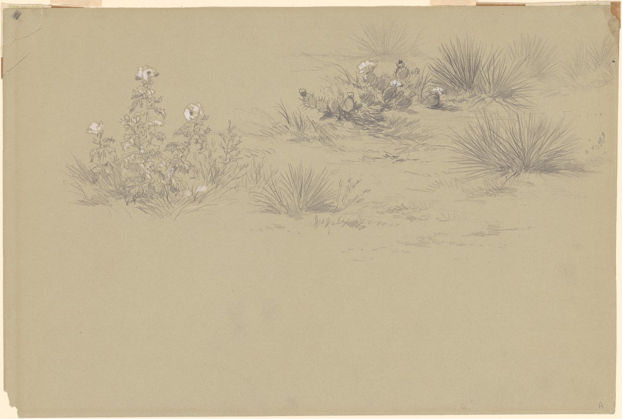 Cespuglio fiorito e piante del deserto da American 19th Century after John Frederick Kensett