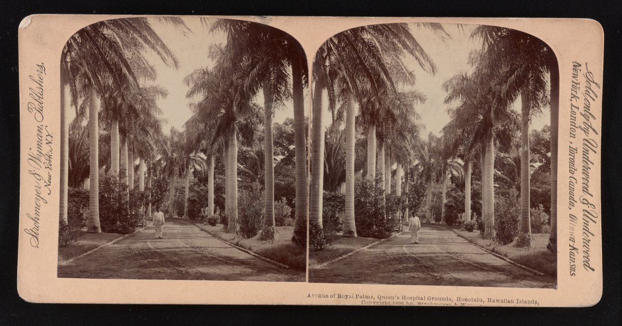Viale di palme reali, giardini del Queen