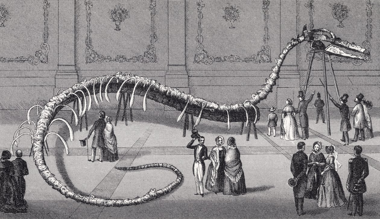 Scheletro lungo 114 piedi del falso serpente marino 