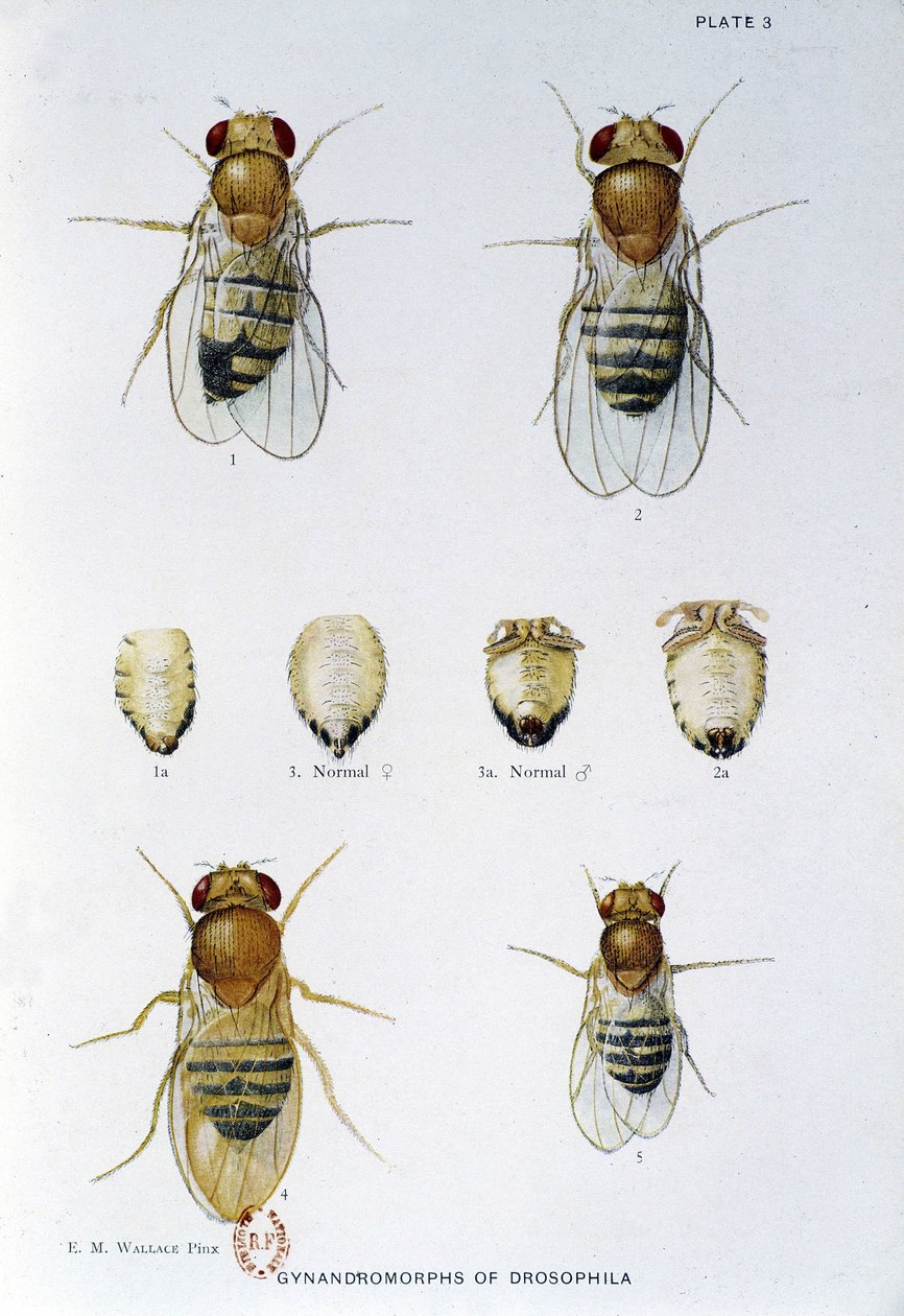 Abeilles - in "Contributi alla genetica della drosophila melanogaster", Thomas H. Morgan da American School
