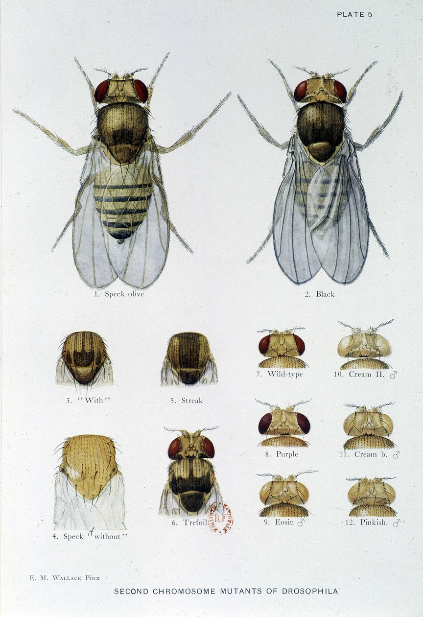 Abeilles - in "Contributi alla genetica di Drosophila melanogaster", Thomas H. Morgan da American School